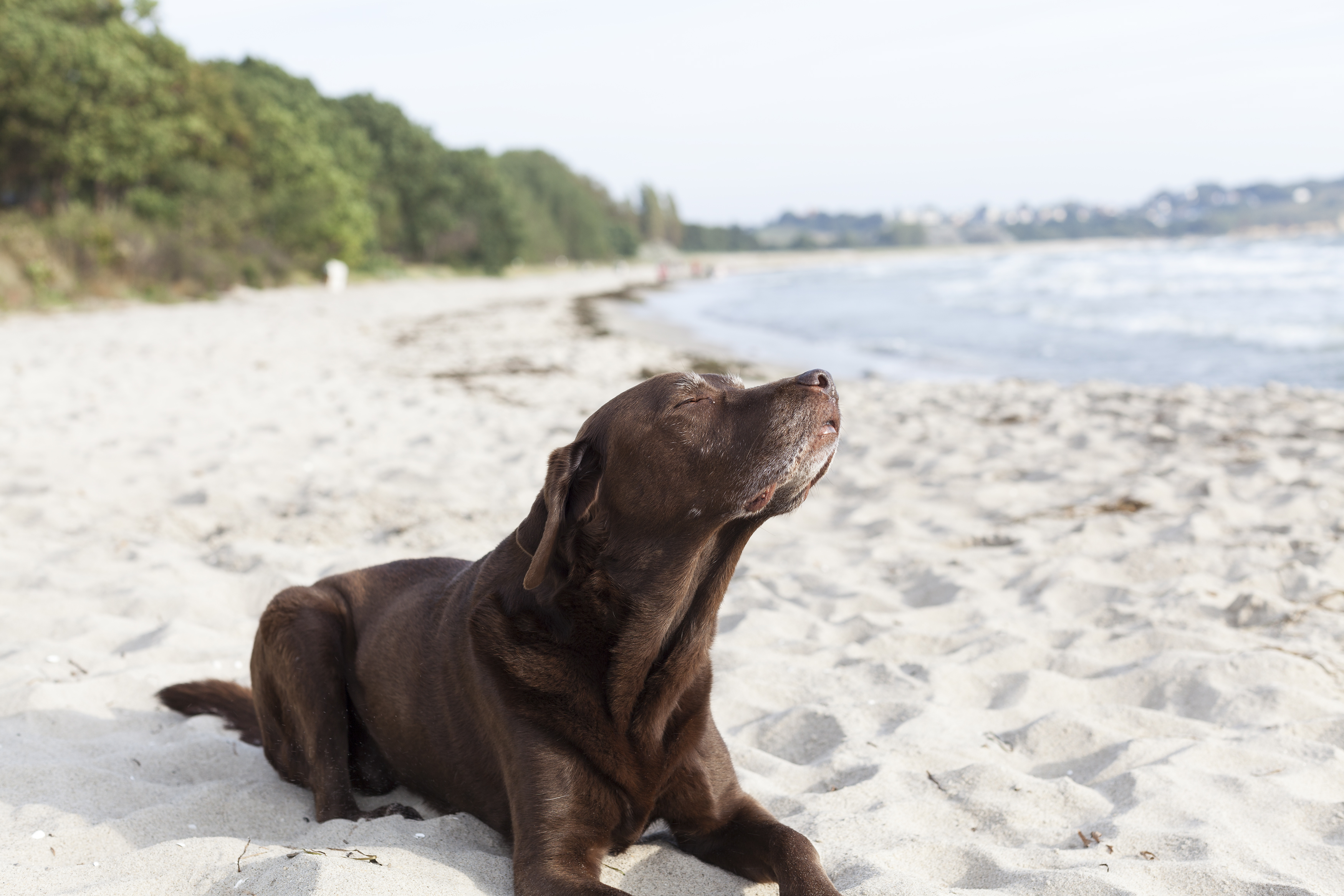 Hotel Ostsee mit Hund