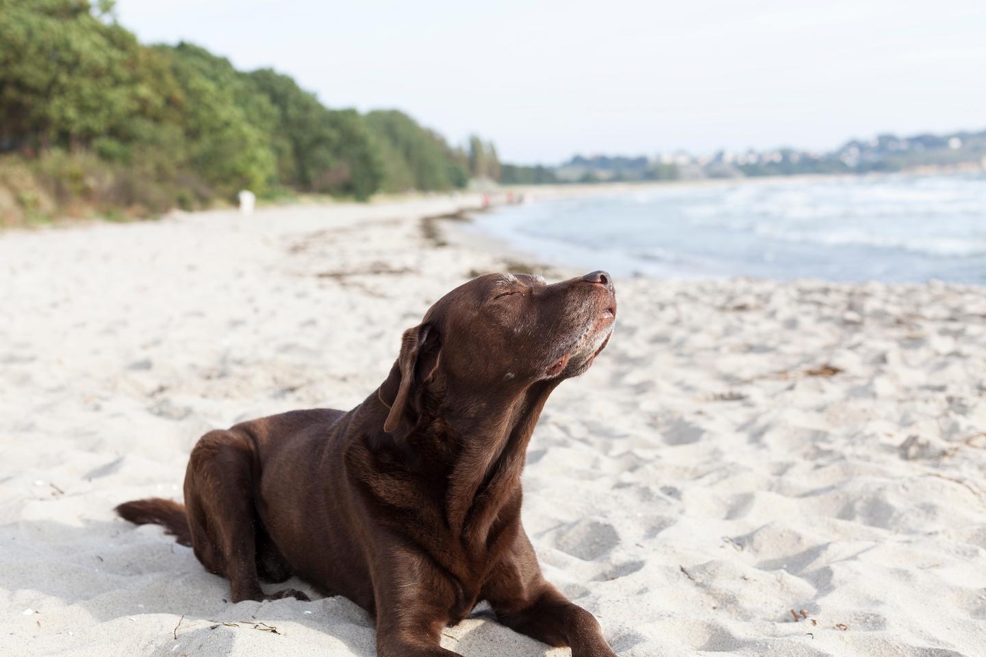 Hotel Ostsee mit Hund: Labrador am Strand