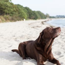 Hotel Ostsee mit Hund