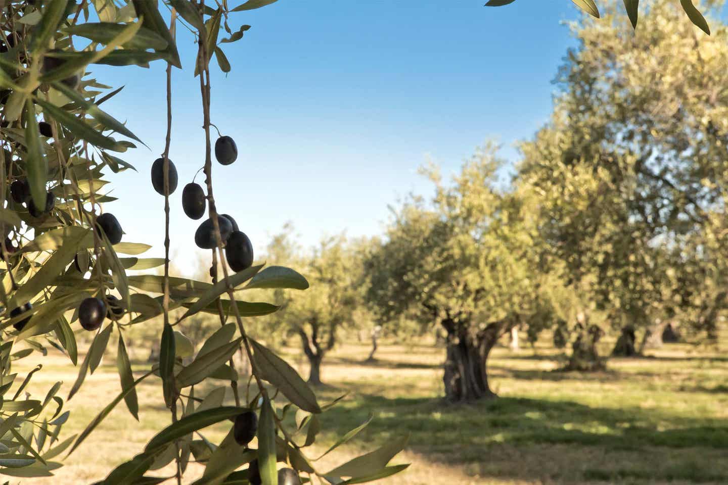 Oliven am Olivenbaum auf Mallorca