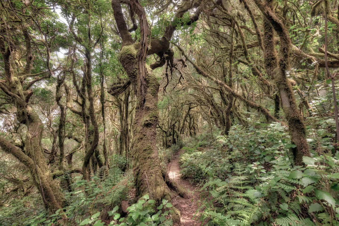 La Gomera Urlaub mit DERTOUR. Weg durch Lorbeerwald Monteverde im Nationalpark Garajonay