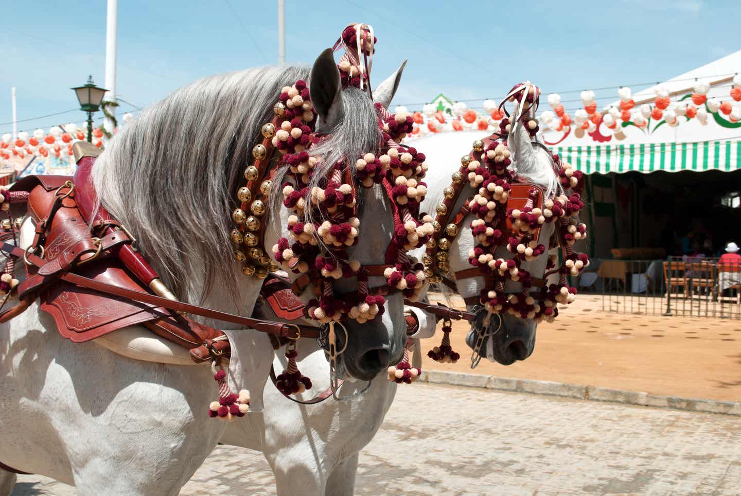 Zwei weiße Pferde mit goldenem roten Schmuck