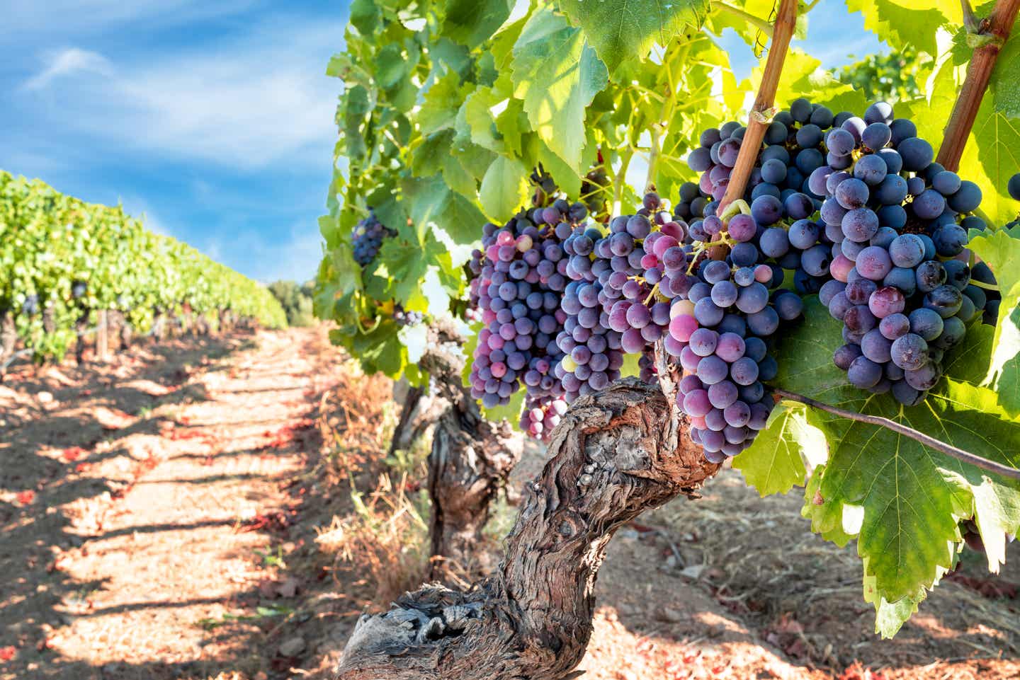 Sardiniens beste Reisezeit für einen Besuch der Weinberge