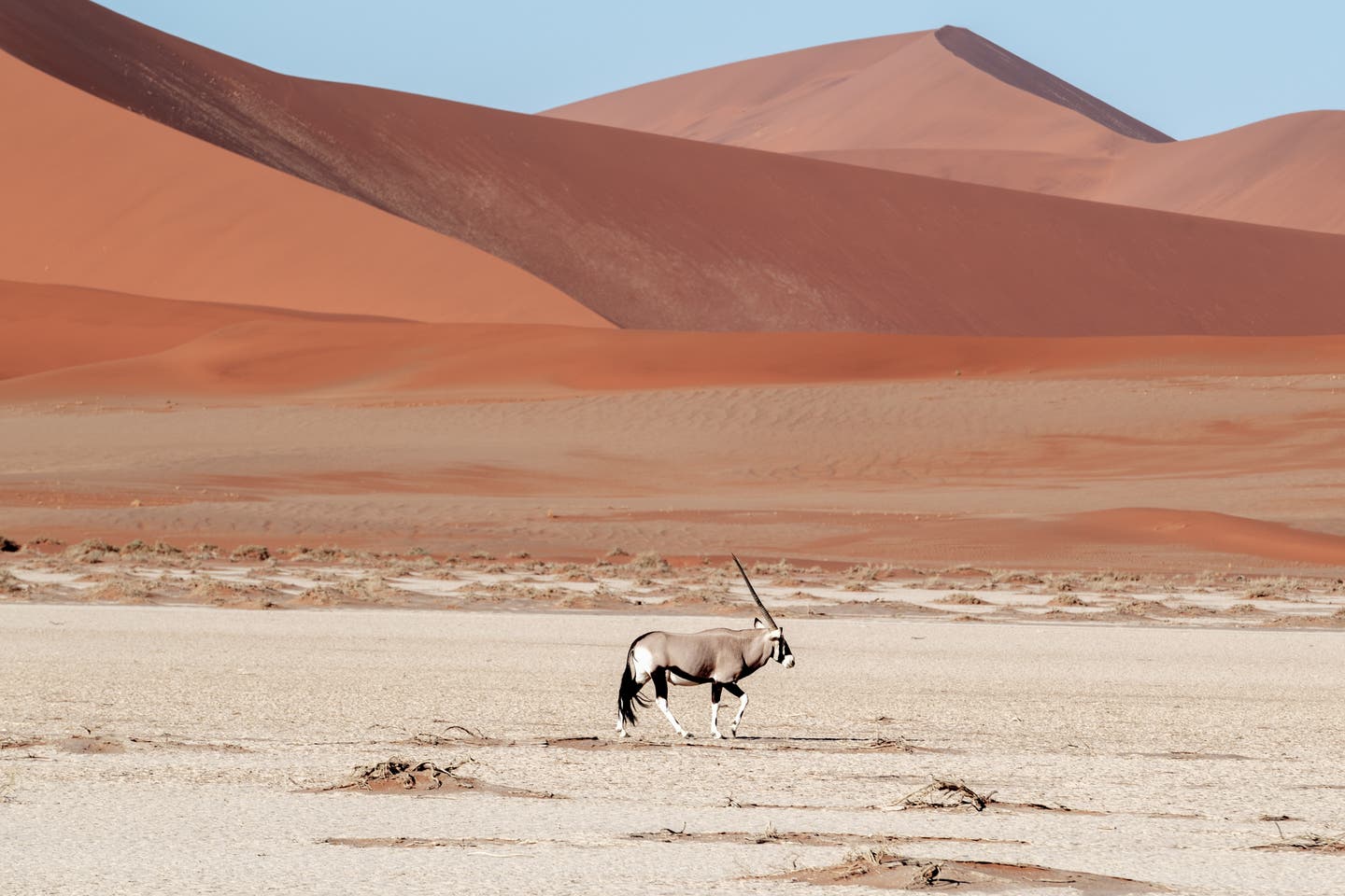 Beste Reisezeit Namibia: Antilope steht im Namib-Naukluft-Nationalpark