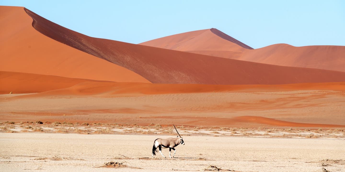 Beste Reisezeit Namibia: Antilope steht im Namib-Naukluft-Nationalpark