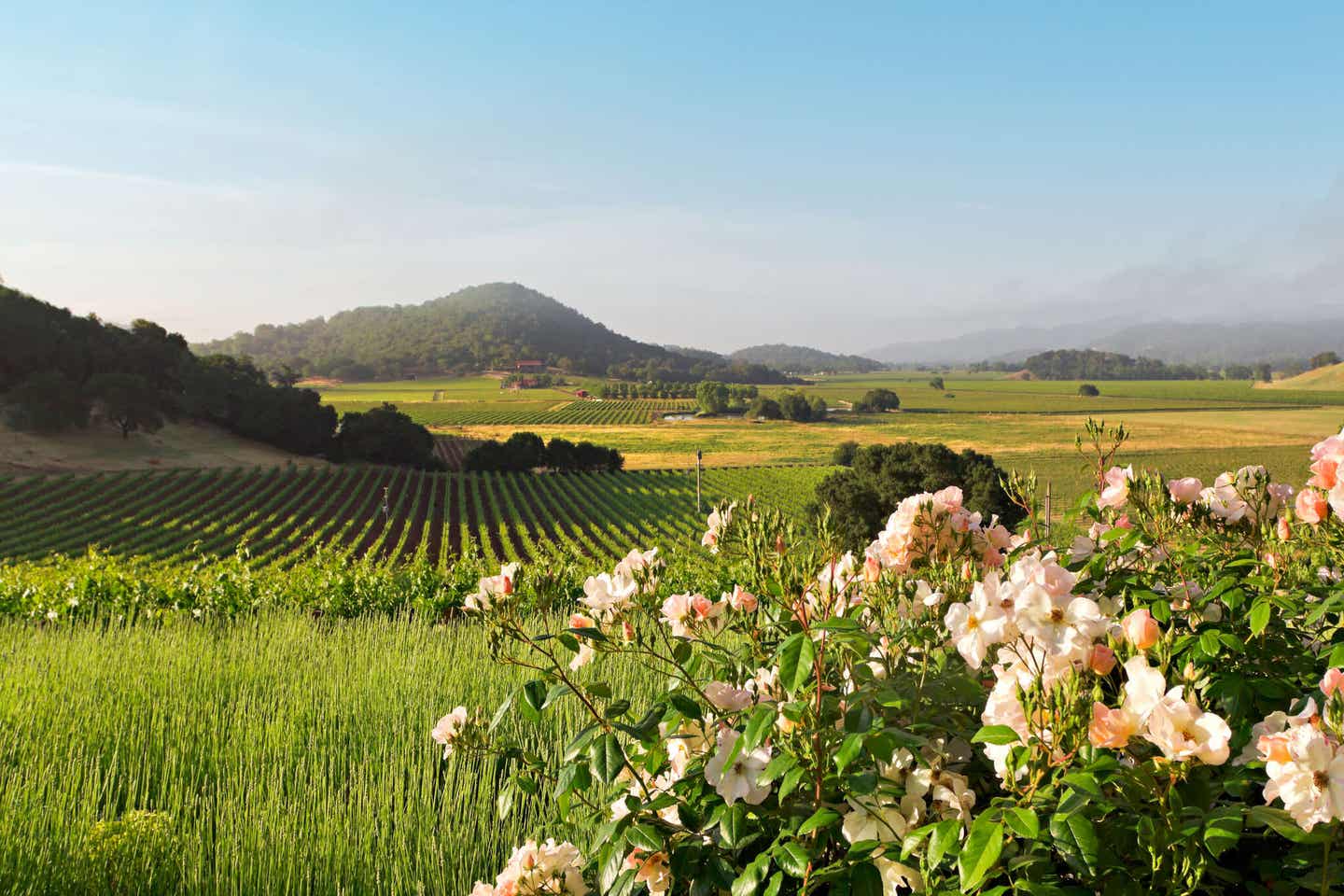 Kalifornien: Landschaft der Napa Valley