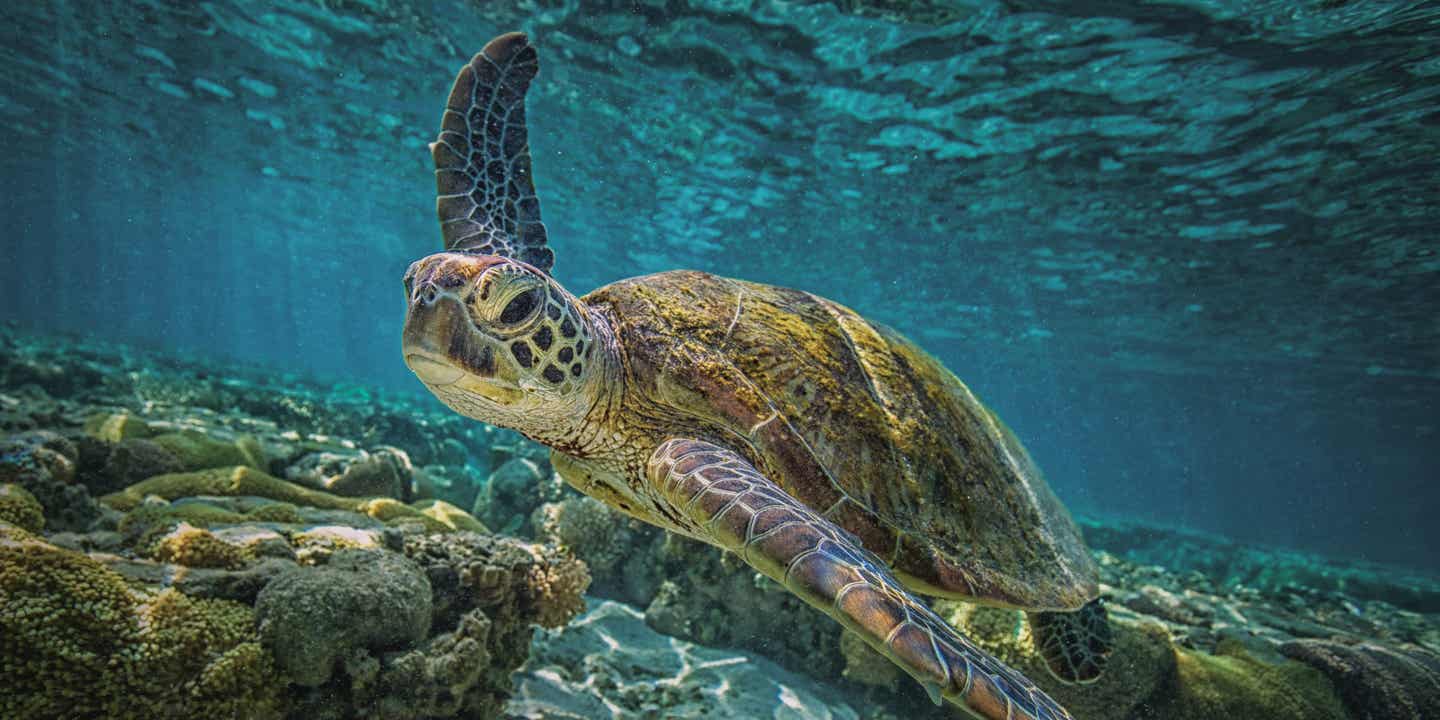 Schildkröte beim Tauchen am Great Barrier Reef