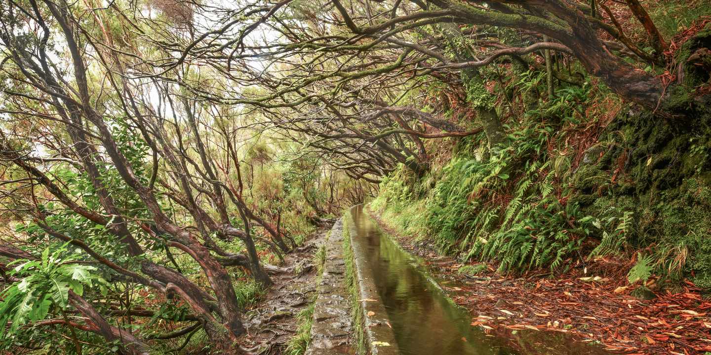 Schmaler Levada-Pfad mit Wasserkanal unter überhängenden Ästen im dichten Wald auf Madeira