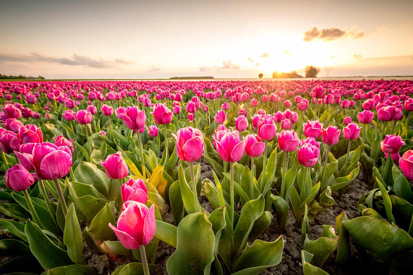 Tulpenlandschaft auf Floriade in Flevoland