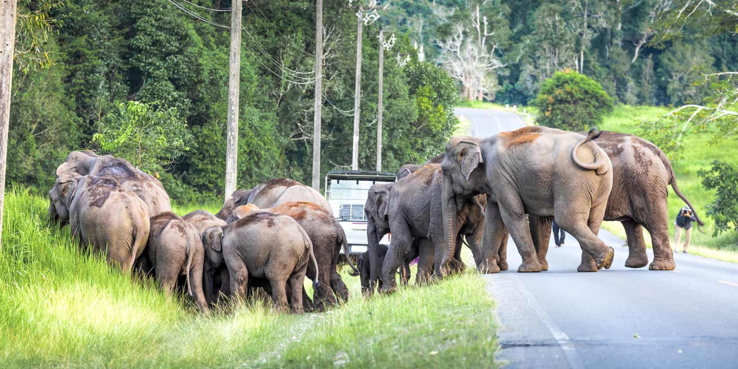 Wilde Elefanten überqueren Straße in einem Nationalpark in Thailand