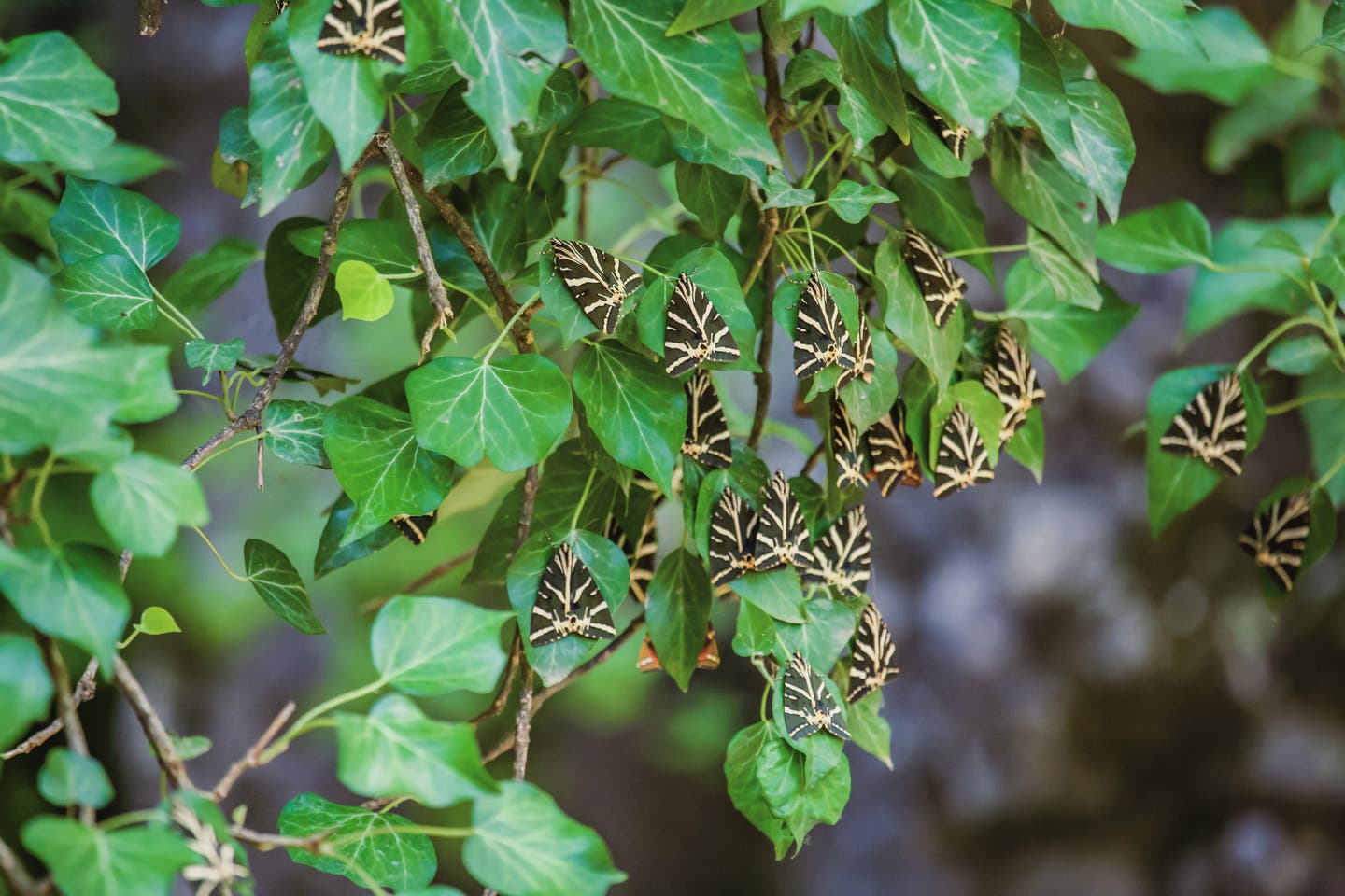 Rhodos Schmetterlingstal