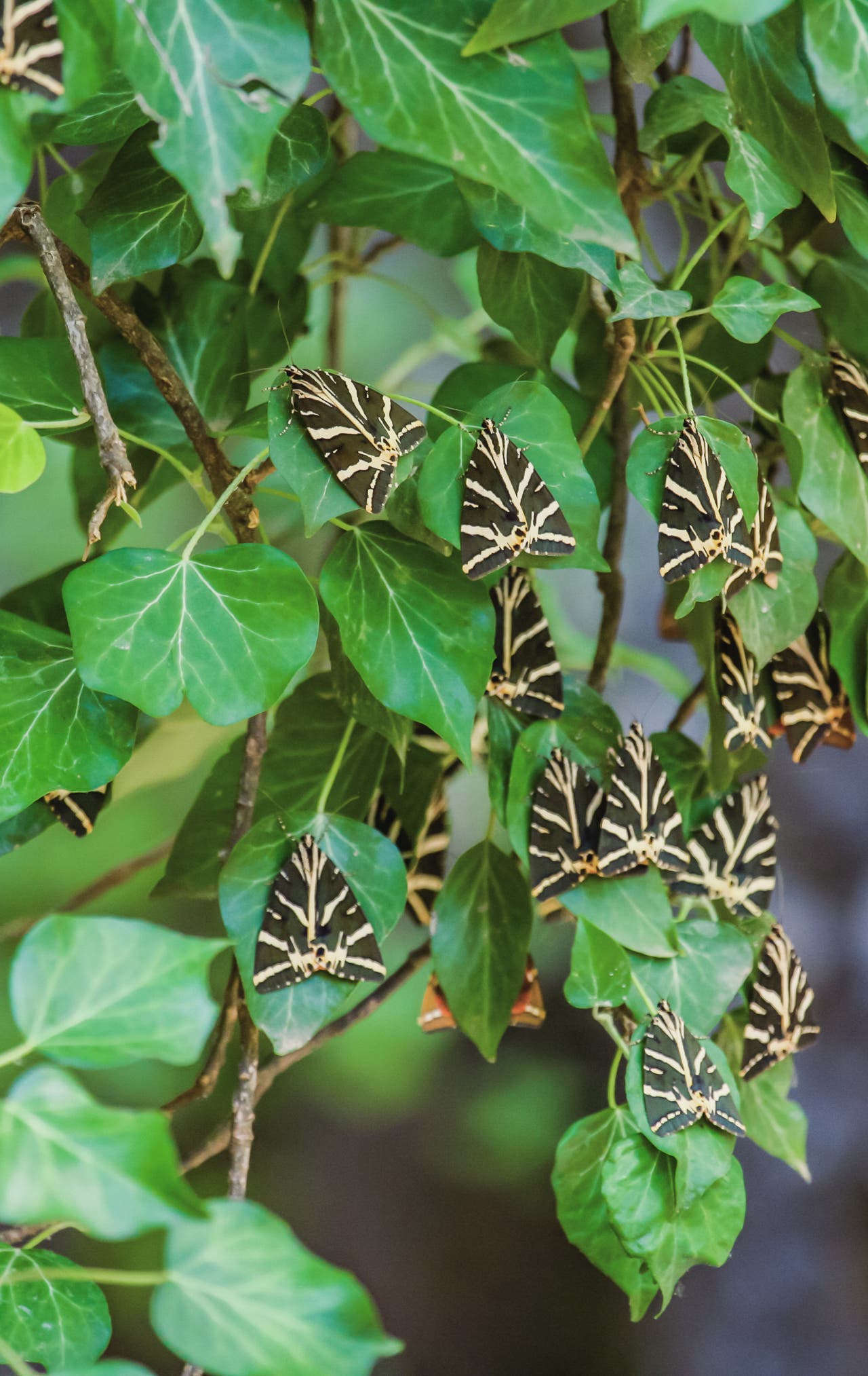 Rhodos Urlaub Genieße eine echte Sonneninsel DERTOUR