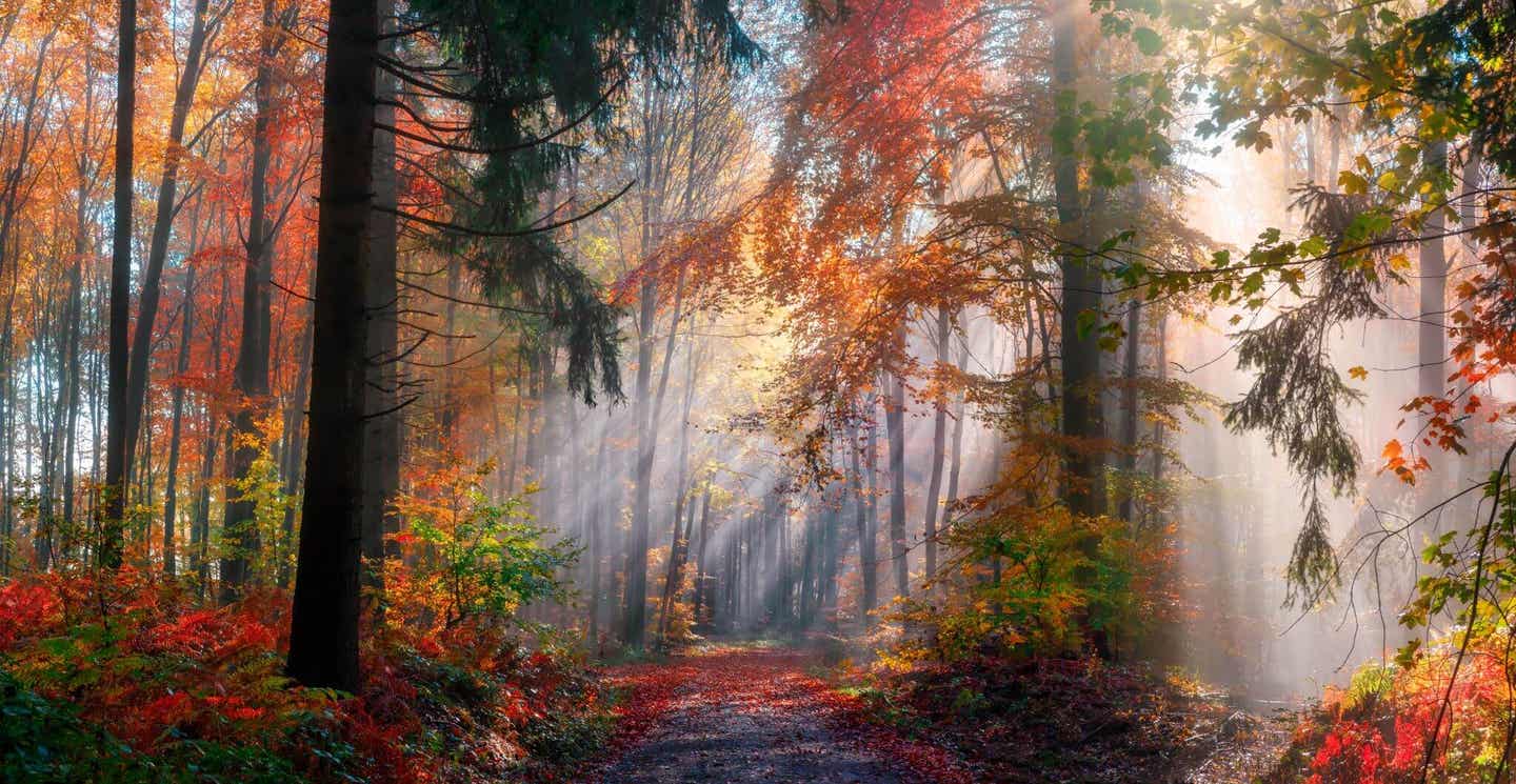 Ein Wald in der herbstlichen Sonne