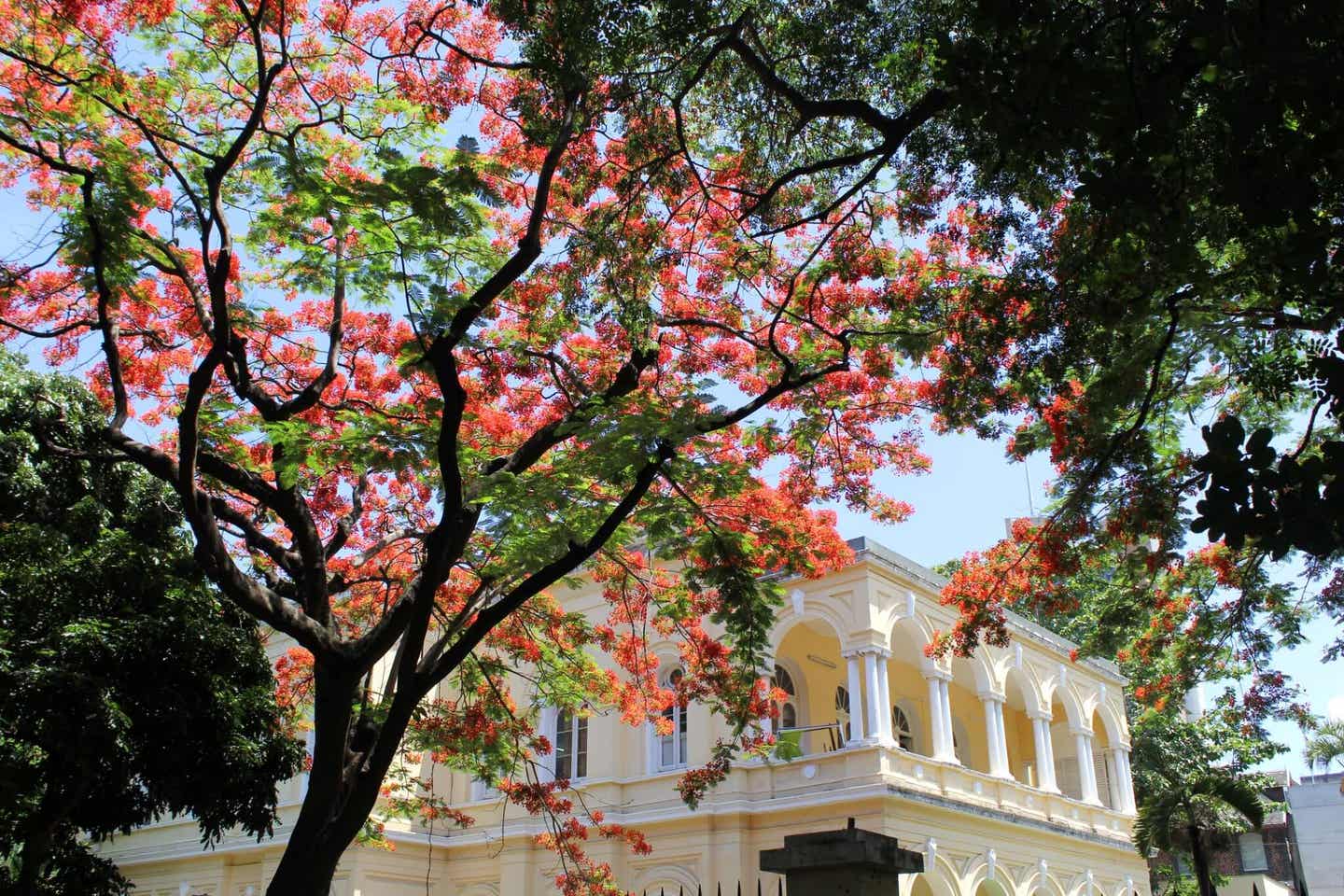 Kirschblüten vor einem Haus in Port Louis 