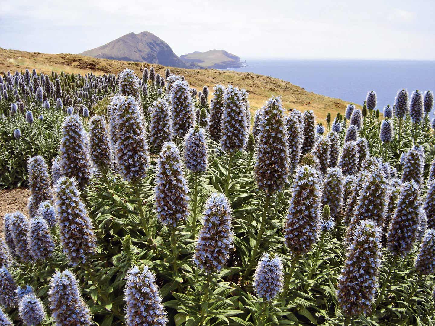 Zu den Madeira-Highlights zählt die bunte Blumen-Kulisse der Vulkaninsel