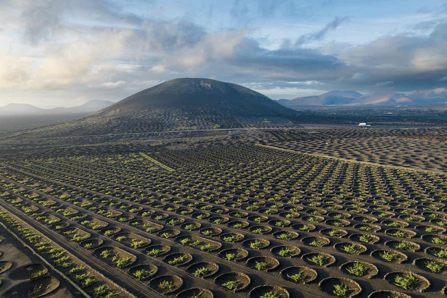 Lanzarote Urlaub: vulkanische Weinberge