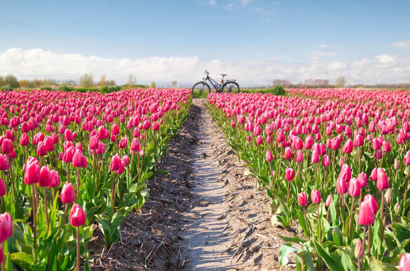 Tulpenfeld mit Fahrrad in den Niederlanden