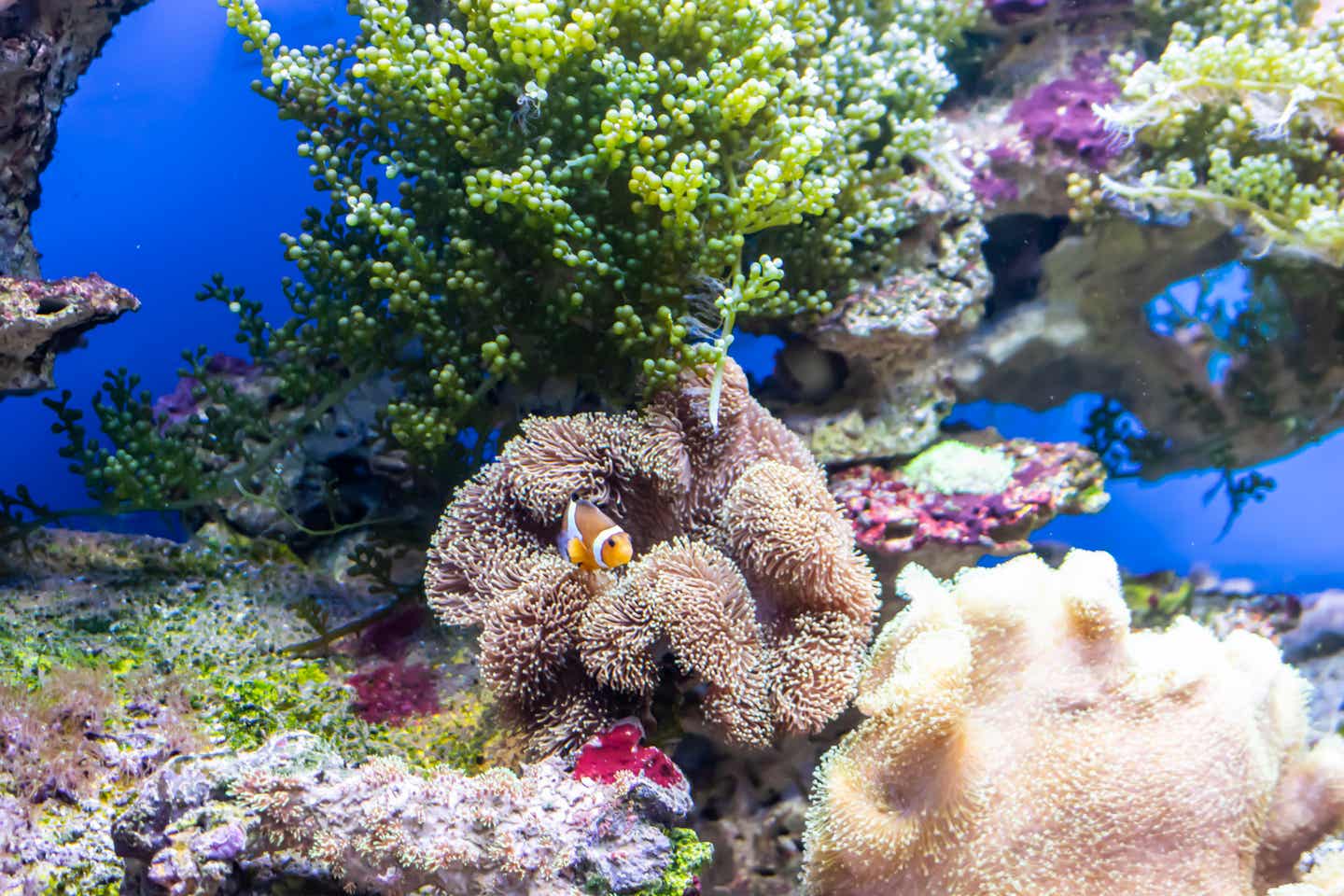 Tauchen im Great Barrier Reef