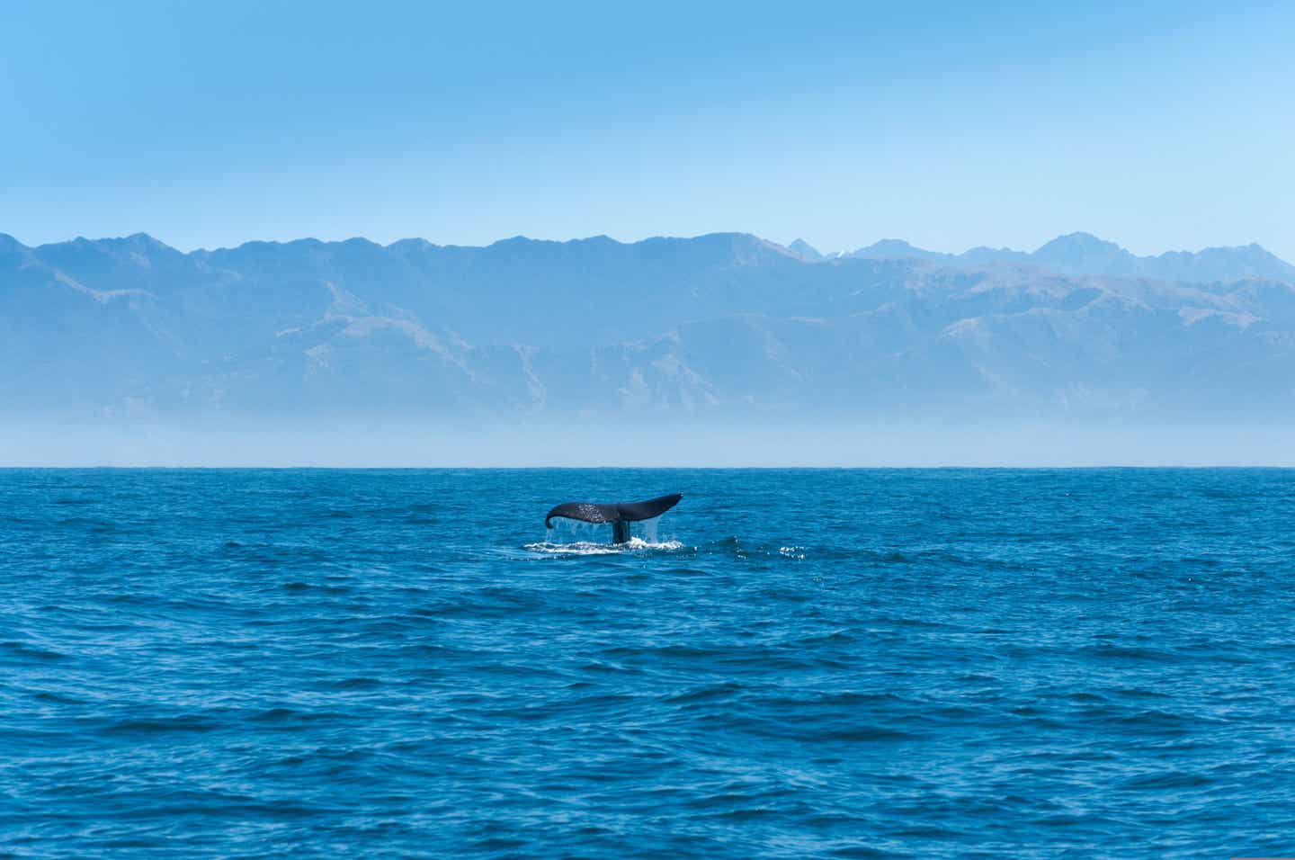 Urlaub in Neuseeland – Walfluke vor der Küste