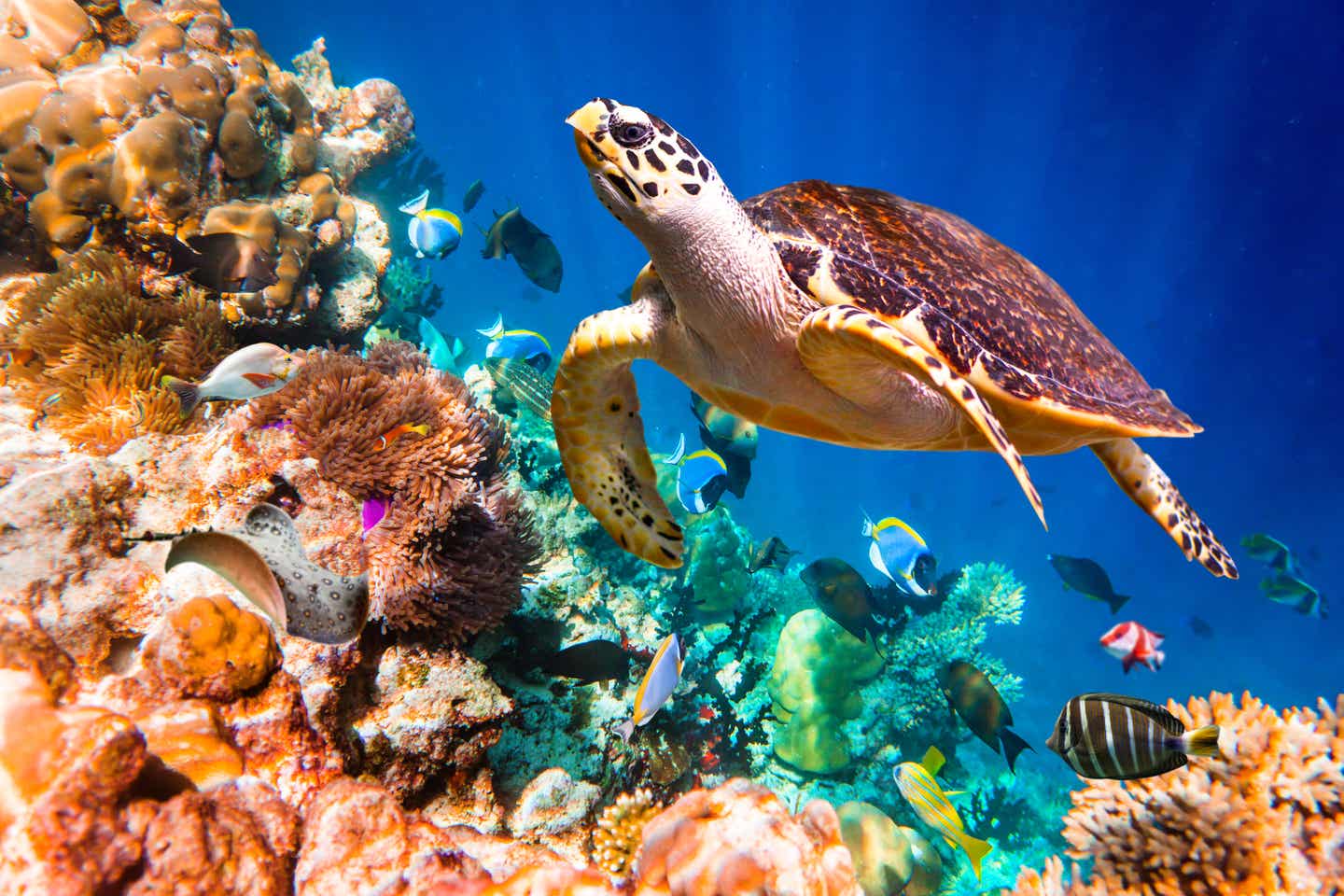 Schildkröte im Meer