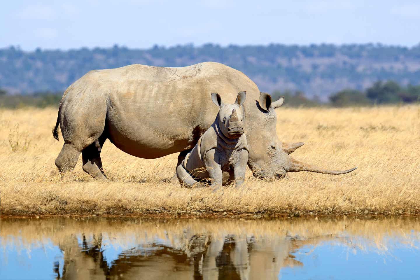 Ein Baby-Nashorn sitzt auf dem Boden vor seiner Mama