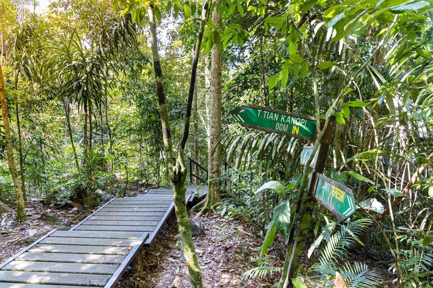 Malaysias Reisezeit. Hölzerner Weg im Negara-Nationalpark