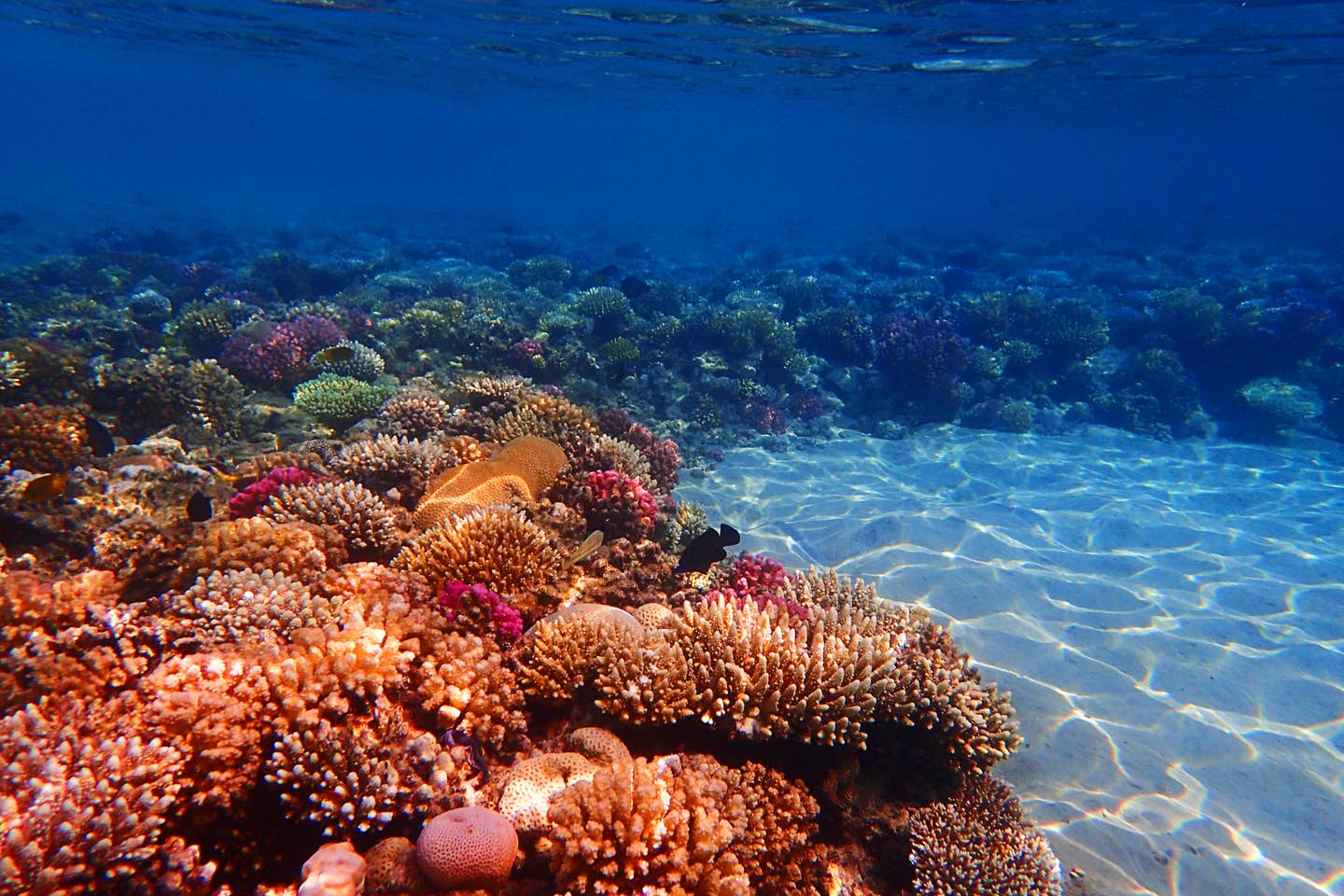 Korallenriff in Sharm el Sheikh, Ägypten