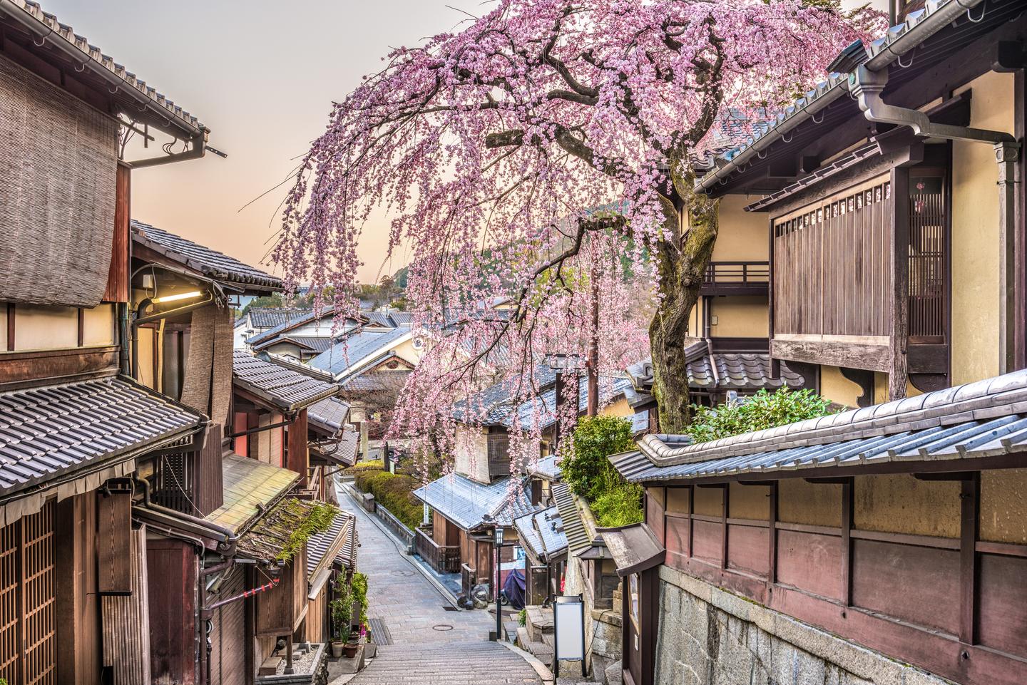 Städtetrip im März: Blick auf die Stadt Kyoto im Frühling