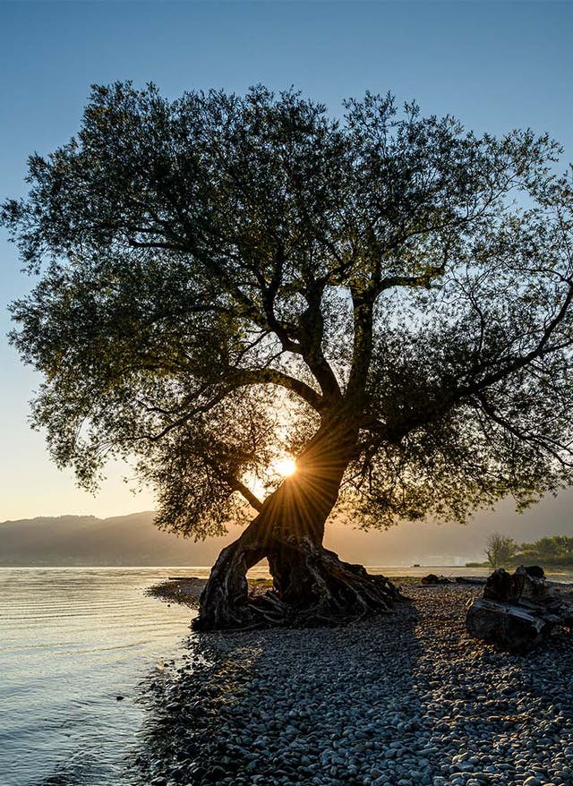 Strandbäder rund um den Bodensee Ein Baum im Sonnenschein am Bodensee-Ufer
