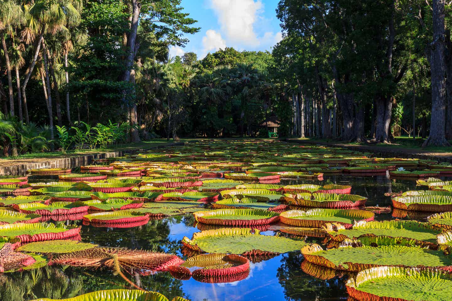 Mauritius: Botanischer Garten mit Seerosen