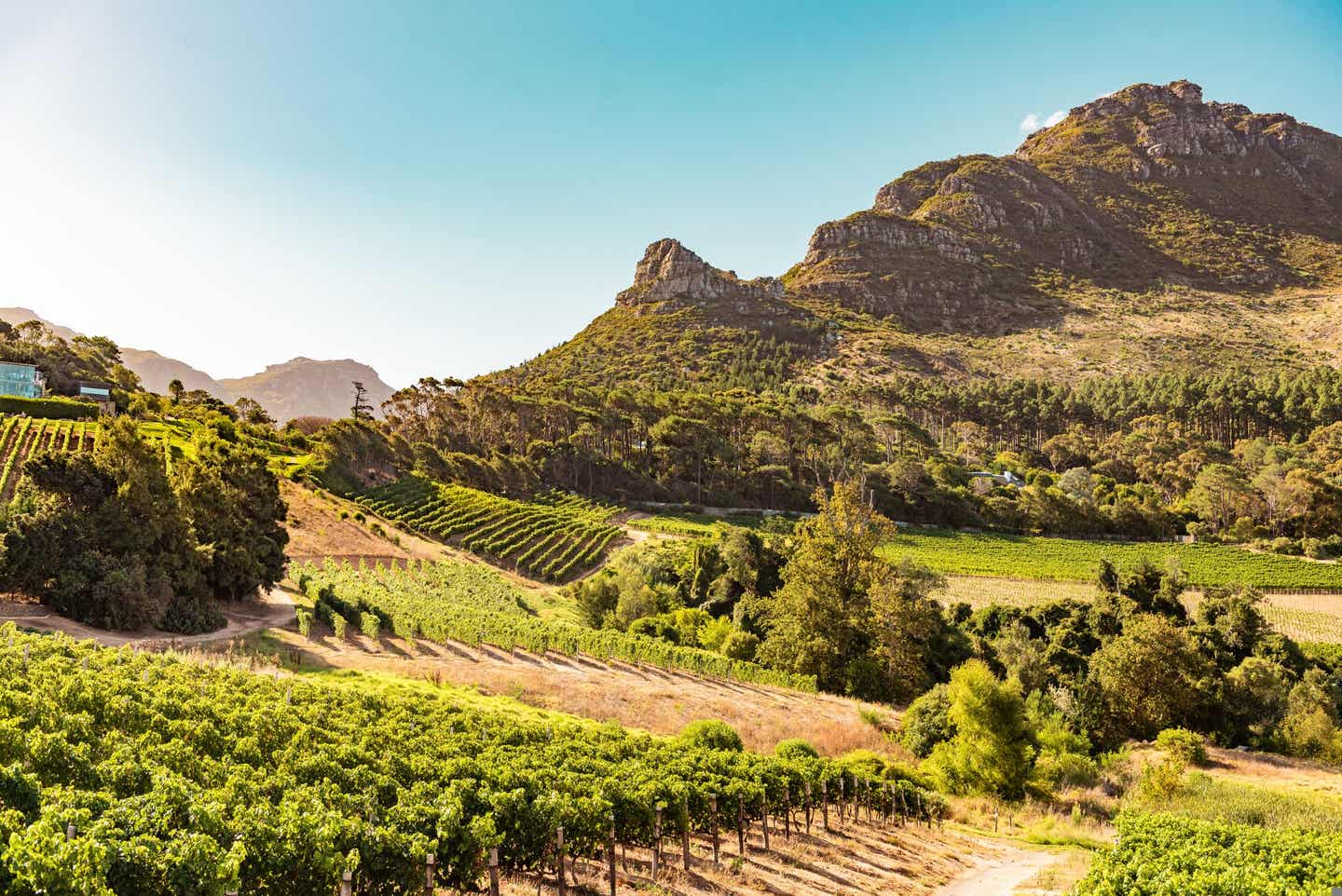 Beste Reisezeit Südafrika: Weinberge in Kapstadt