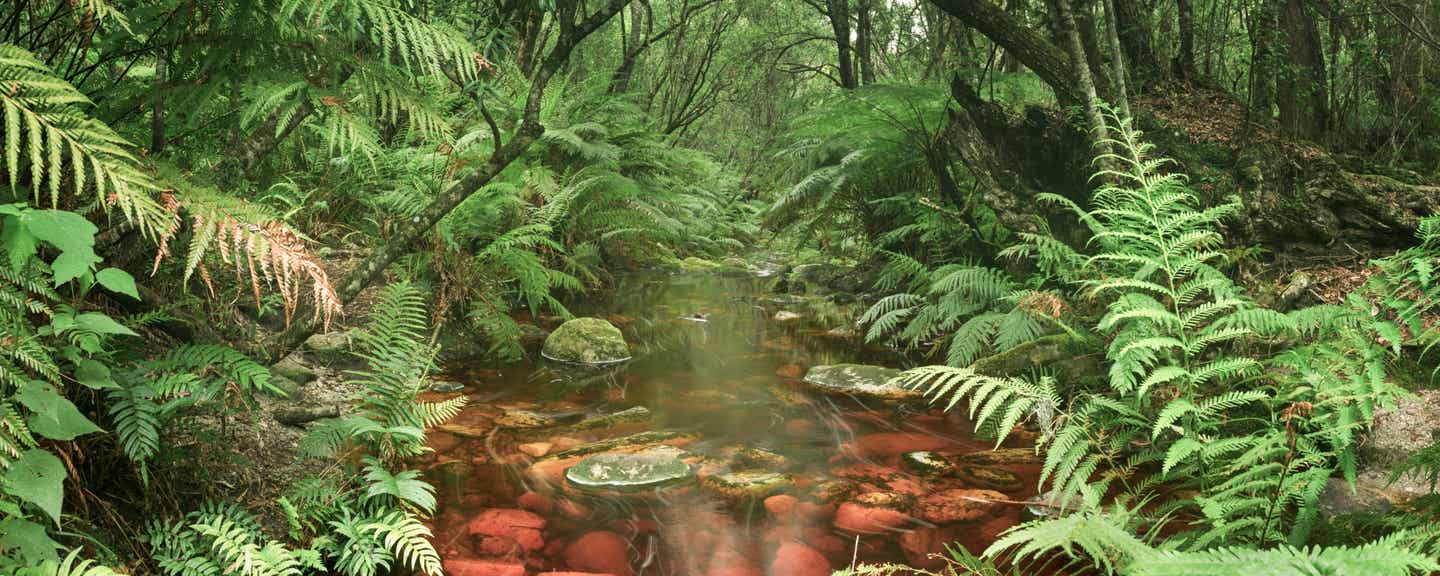 Südafrika Garden Route: Fluss im Regenwald an der Garden Route