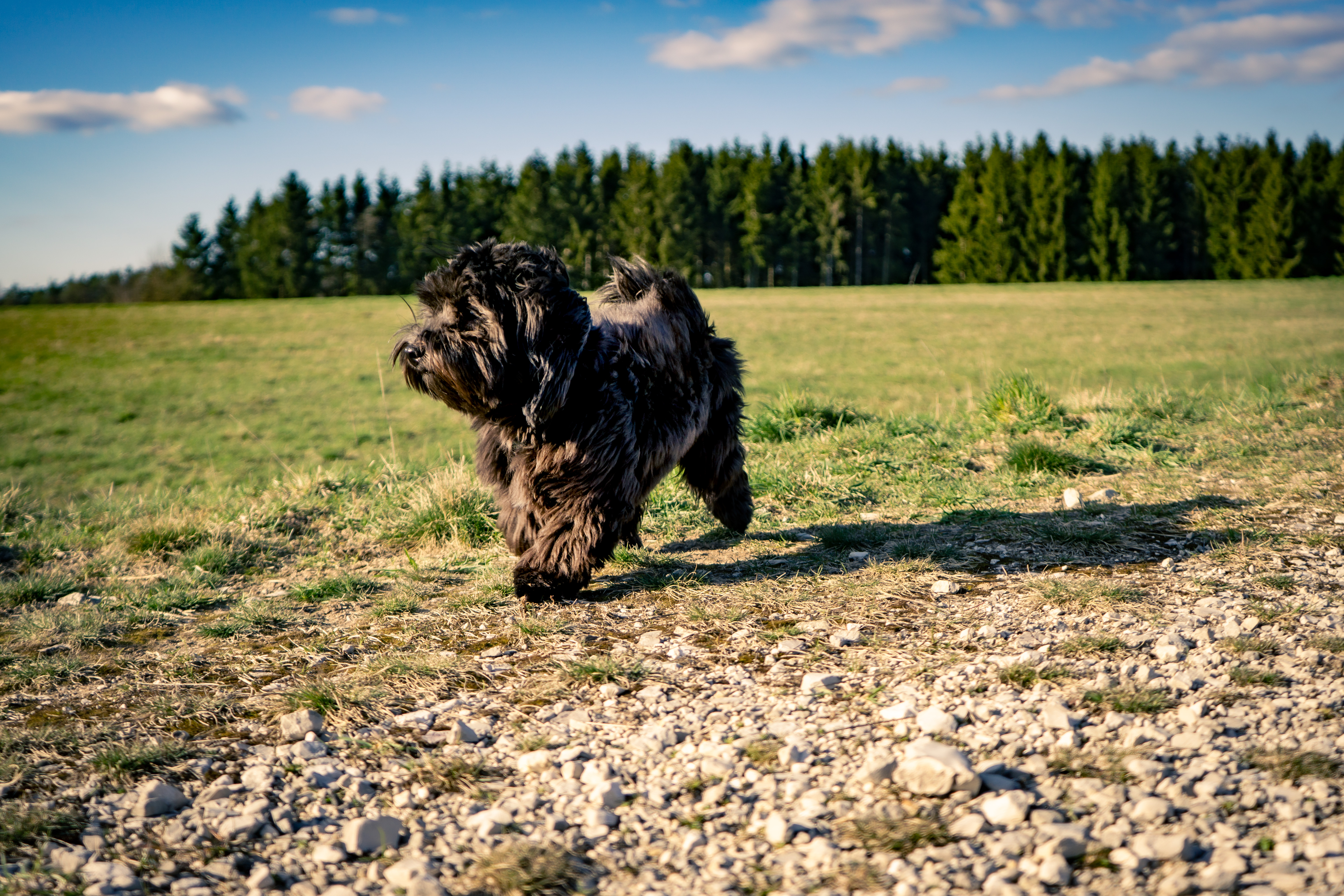 Hotel mit Hund im Bayerischen Wald