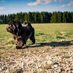 Hotel mit Hund im Bayerischen Wald