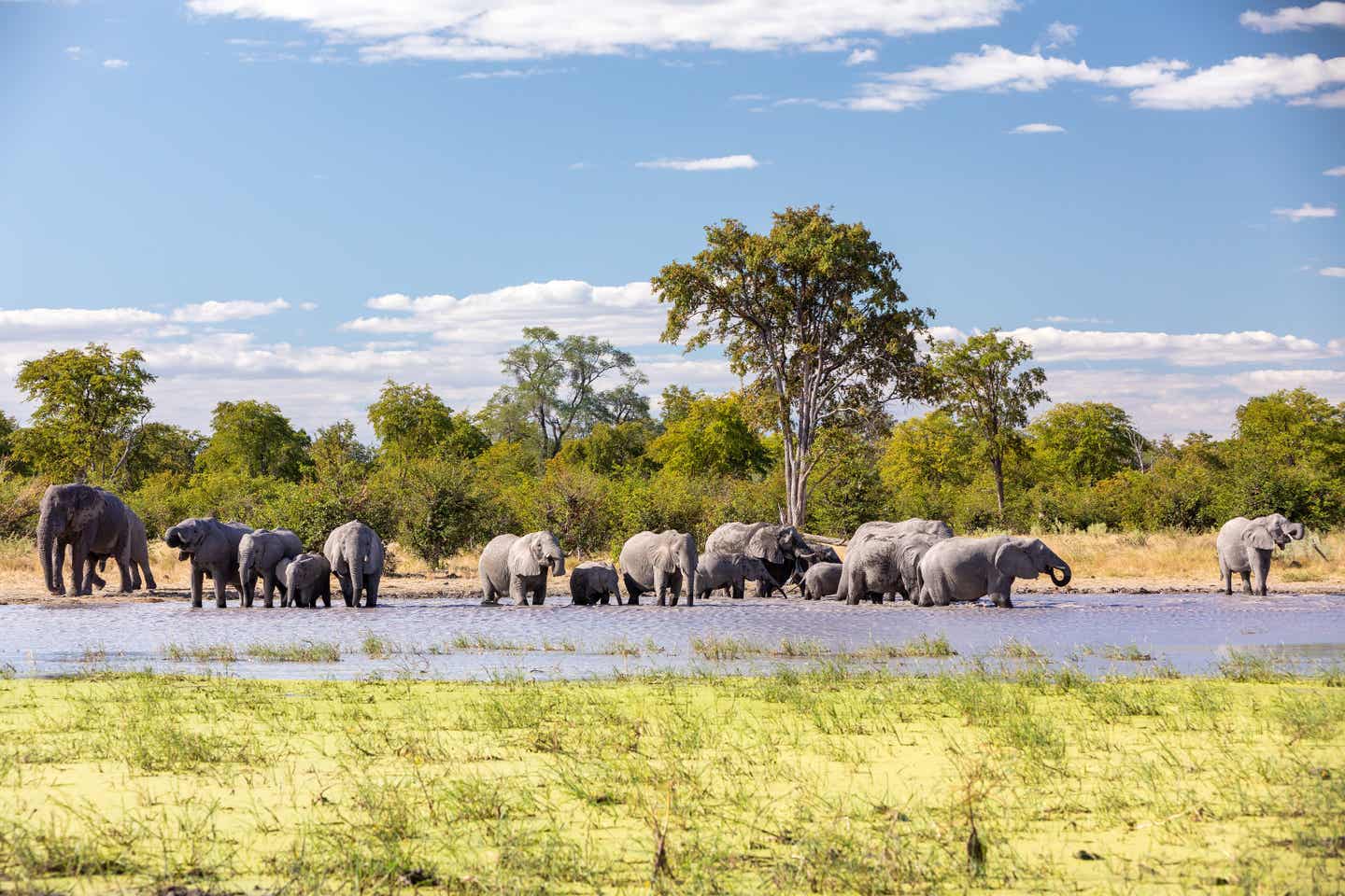 Eine Herde Afrikanischer Elefanten versammelt sich an einem Wasserloch in Botswana – typische Szene einer Afrika-Safari