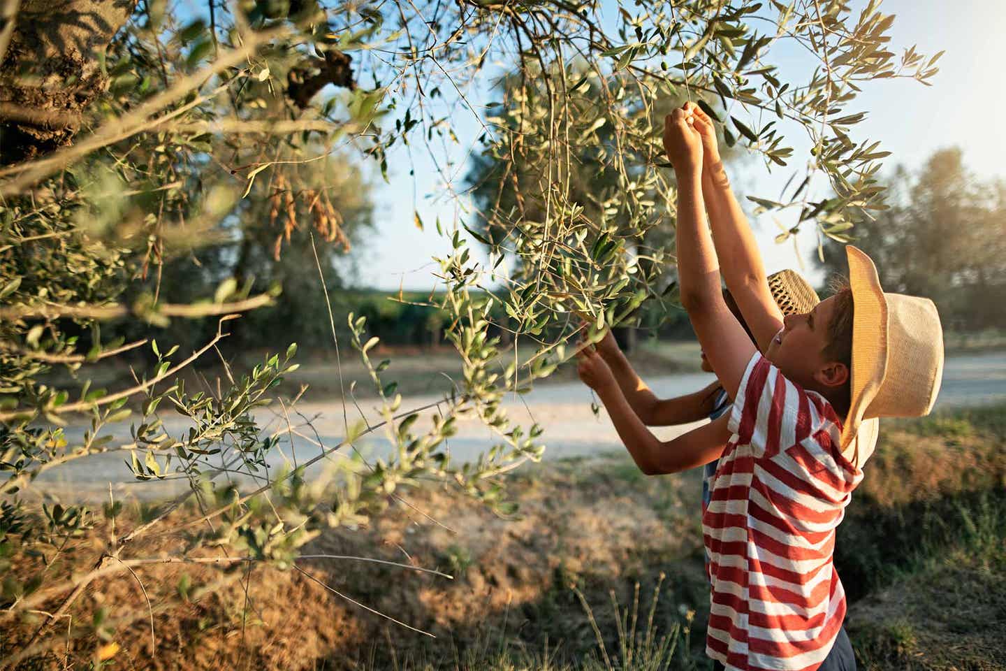 Kreta Urlaub mit DERTOUR. Kinder beim Pflücken von Oliven