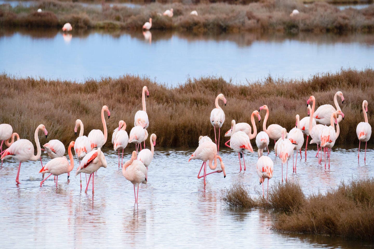 Flamingos in Sardinien