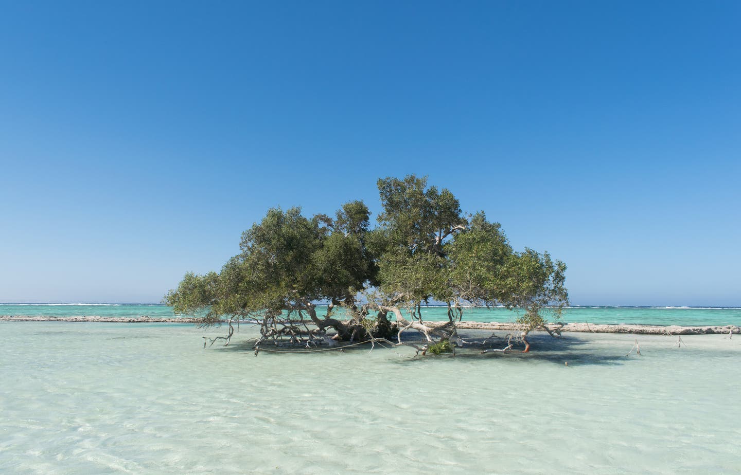 Mangrovenbaum in Wadi el Gemal