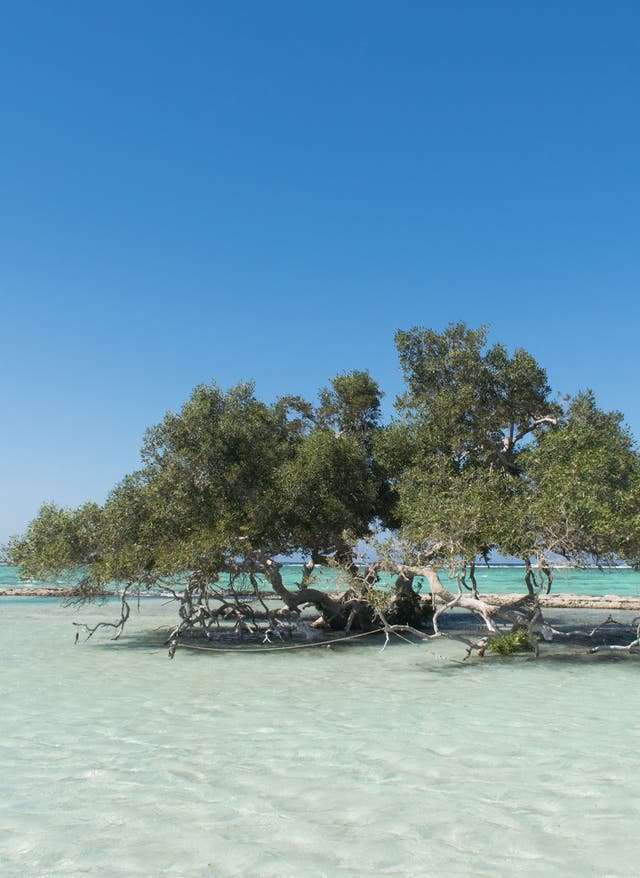 Wadi el Gemal Mangrovenbaum in Wadi el Gemal