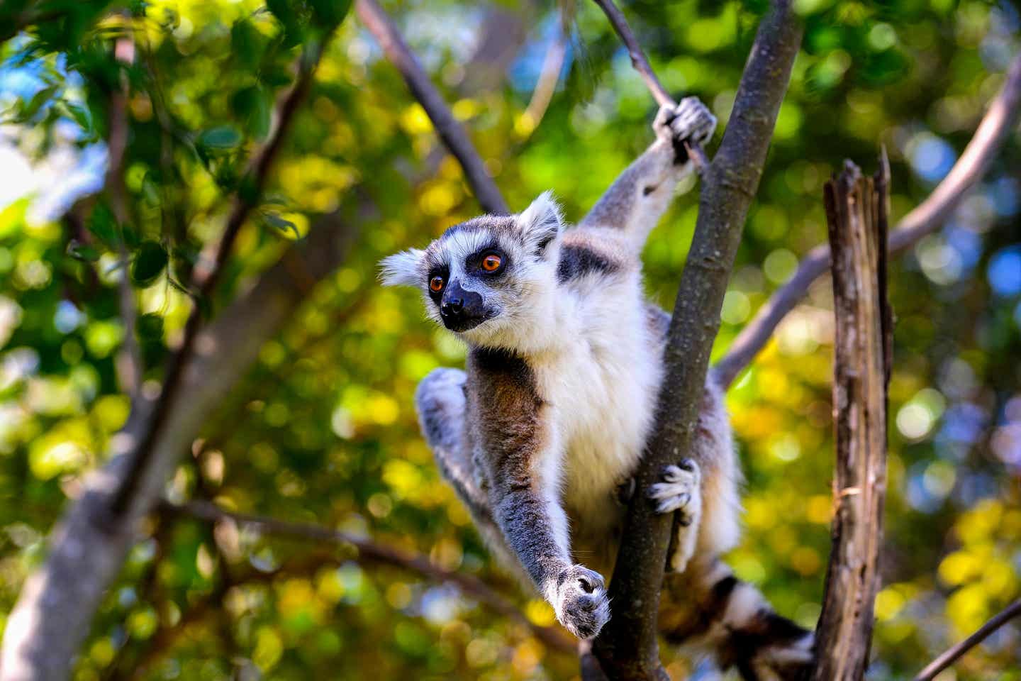 Mitarbeiter-Tipp Madagaskar erleben. Lemur catta Affe auf einem Baum.
