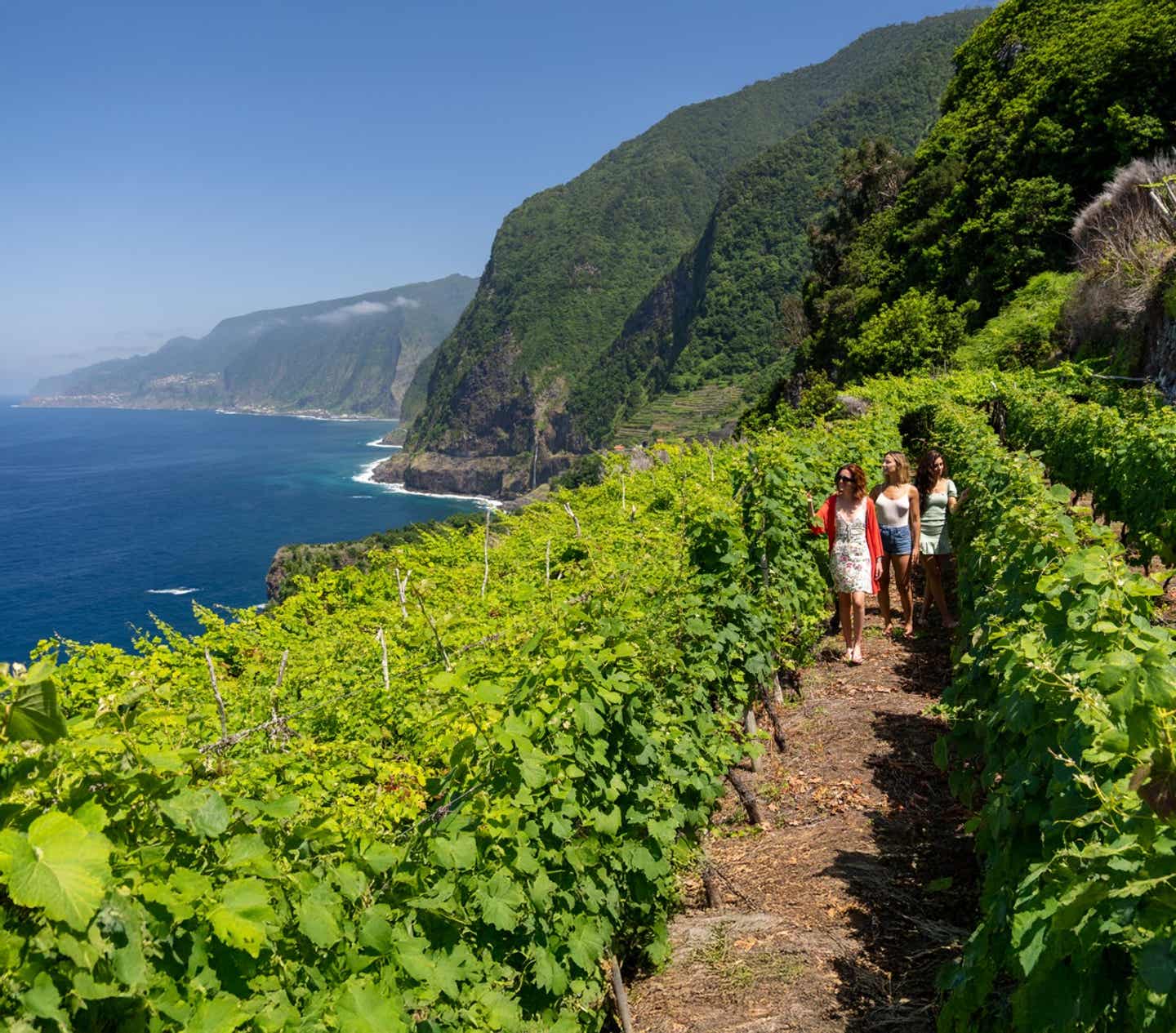 Weinanbaugebiet auf Madeira
