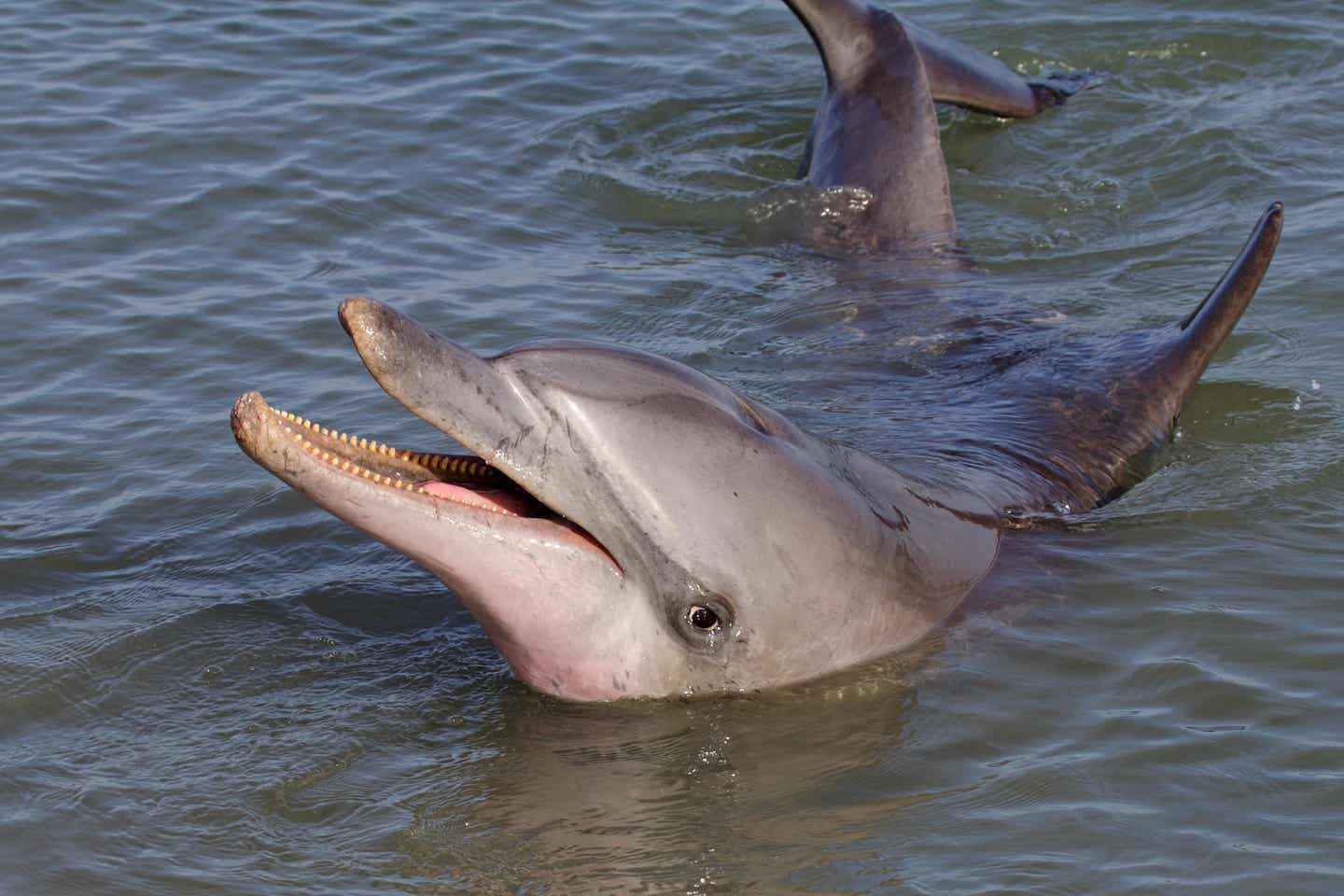 Delfin in der Shark Bay