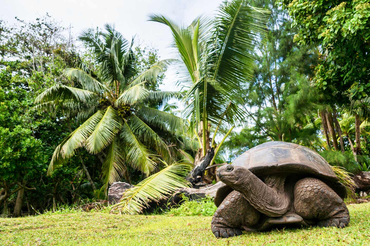 Seychellen-Schildkröte auf Curieuse