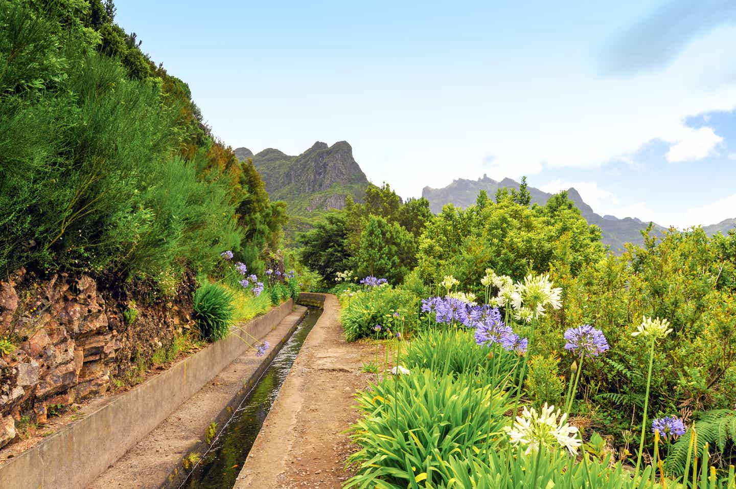 Ein alter Levadas-Bewässerungskanal auf Madeira, der sich durch eine mit grünen Sträuchern und violetten Blumen bewachsene Berglandschaft zieht
