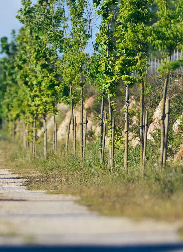Via Verde Mallorca Fahrradfahrer auf dem Via Verde in Mallorcas Osten