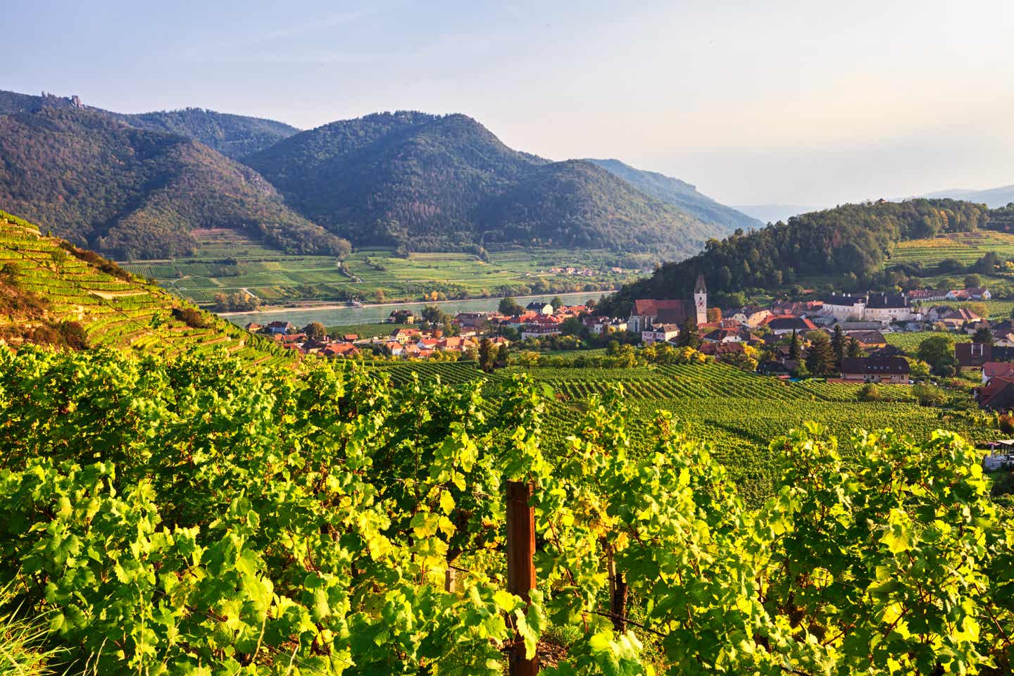 Panoramaaufnahme von Weinbergen über Wachautal