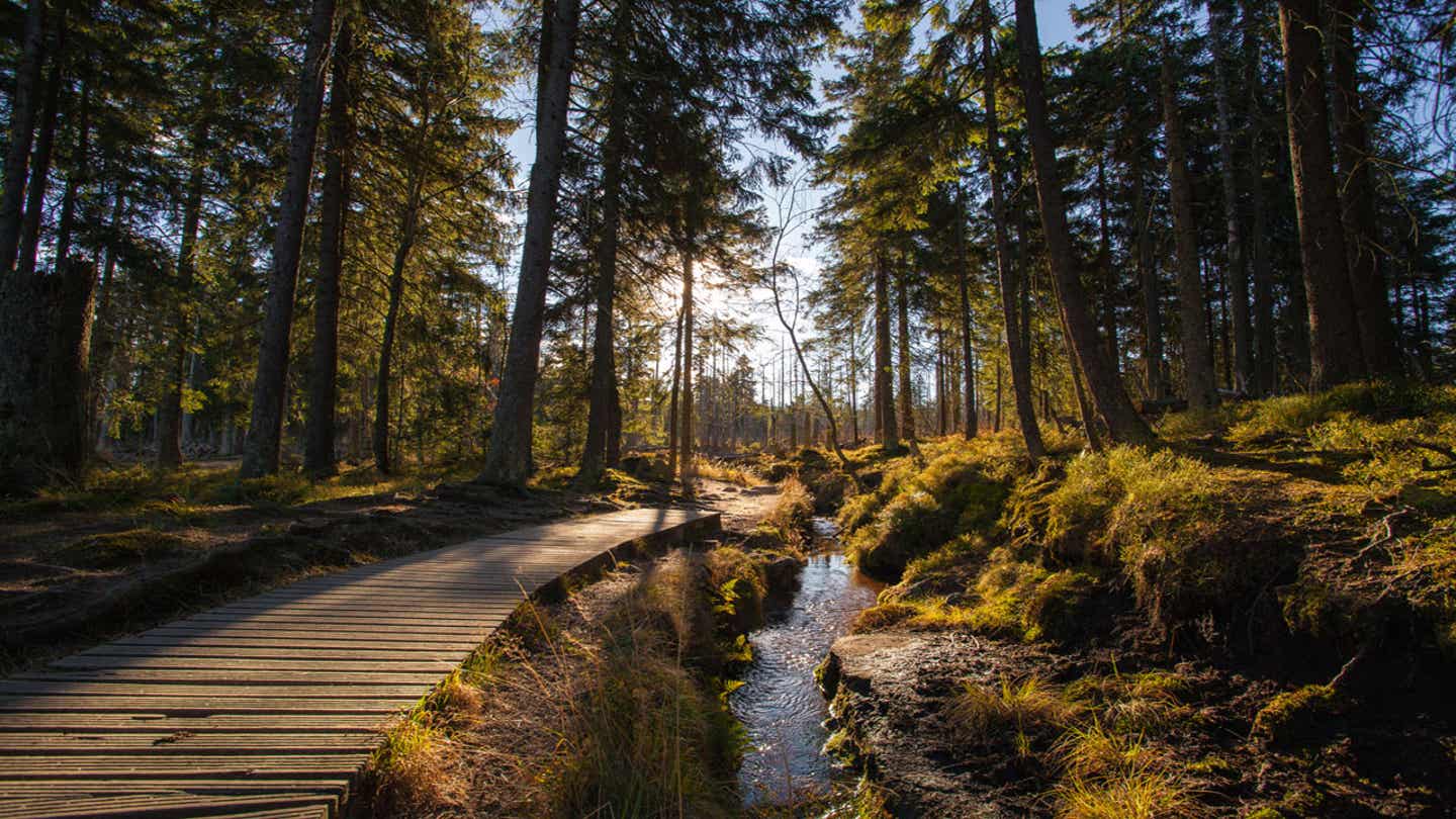 Reisekalender September. Wald im Harz.