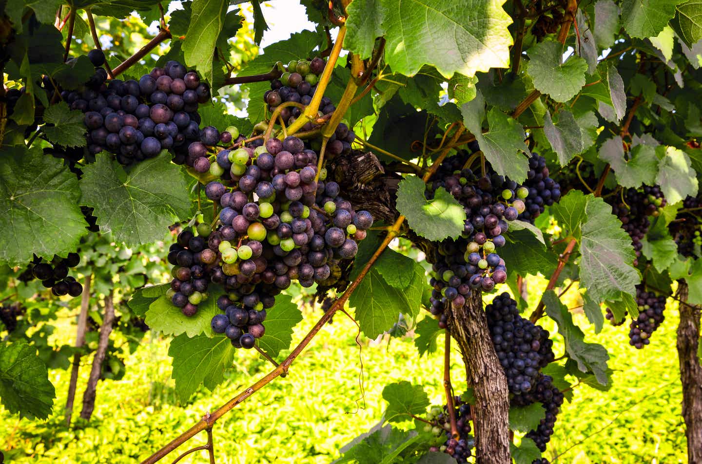 Beim Wandern mehr über den Weinbau lernen