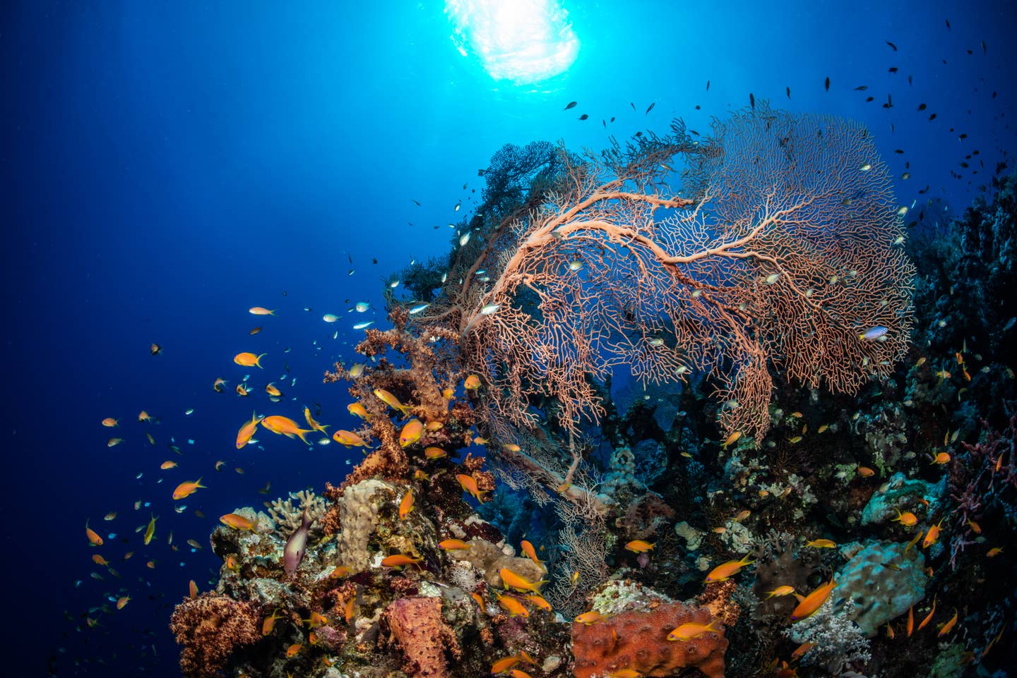 Korallenriff im roten Meer, Ägypten