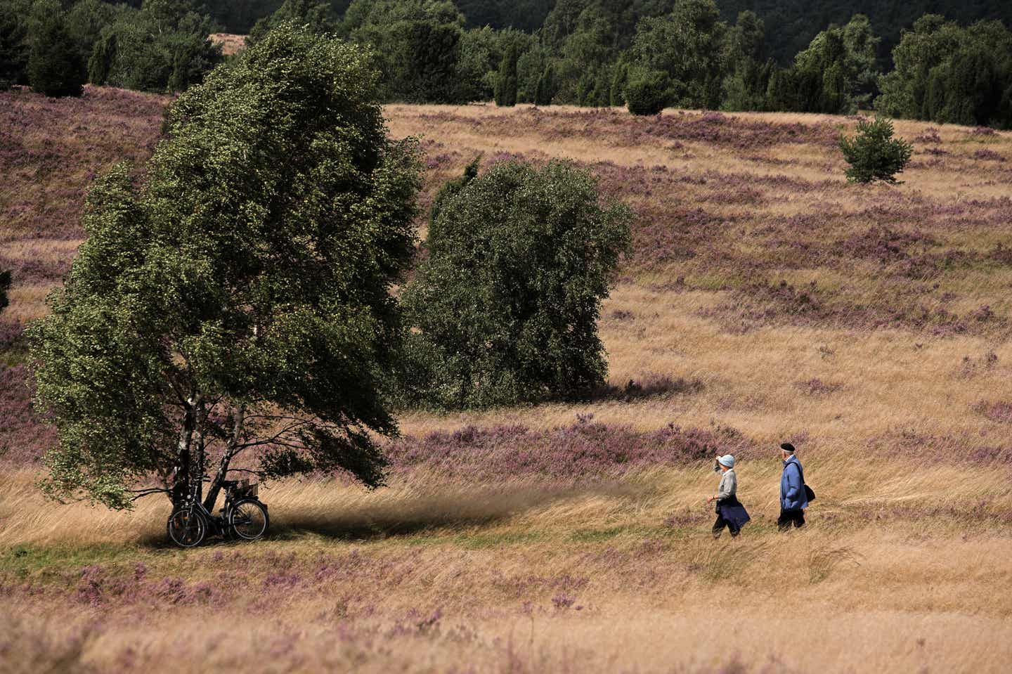 Lüneburger Heide Urlaub mit DERTOUR. Älteres Paar wandert durch die Lüneburger Heide